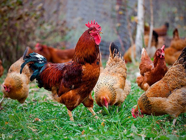 Породы куриц | ЗооТом - продажа, вязка и услуги для животных в Фурманове