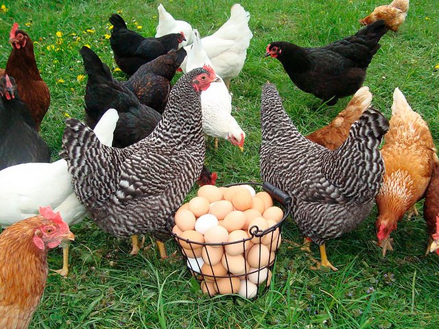 Содержание кур и уход за ними | ЗооТом - продажа, вязка и услуги для животных в Фурманове