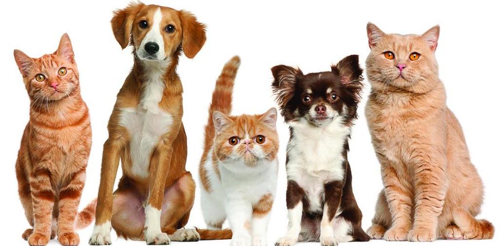 Доска объявлений о животных | ЗооТом - продажа, вязка и услуги для животных в Фурманове