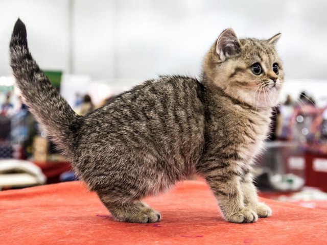 Породы кошек в Фурманове | ЗооТом портал о животных