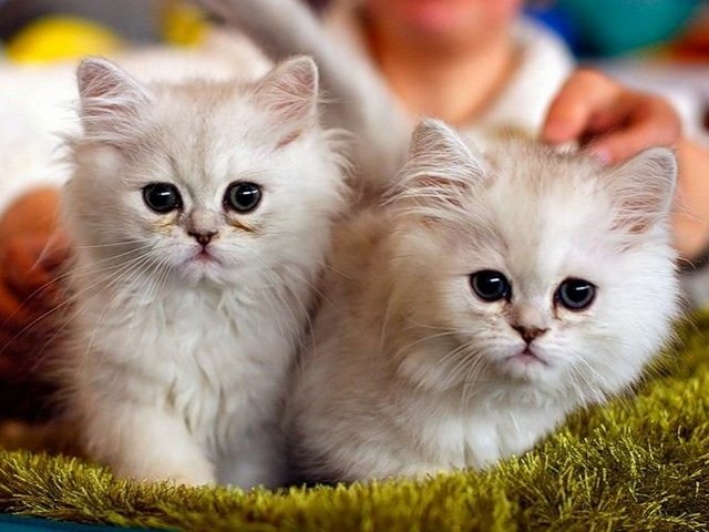 Породы кошек в Фурманове | ЗооТом портал о животных