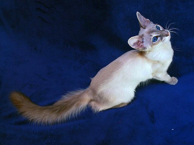 Выведенные породы кошек в Фурманове | ЗооТом портал о животных