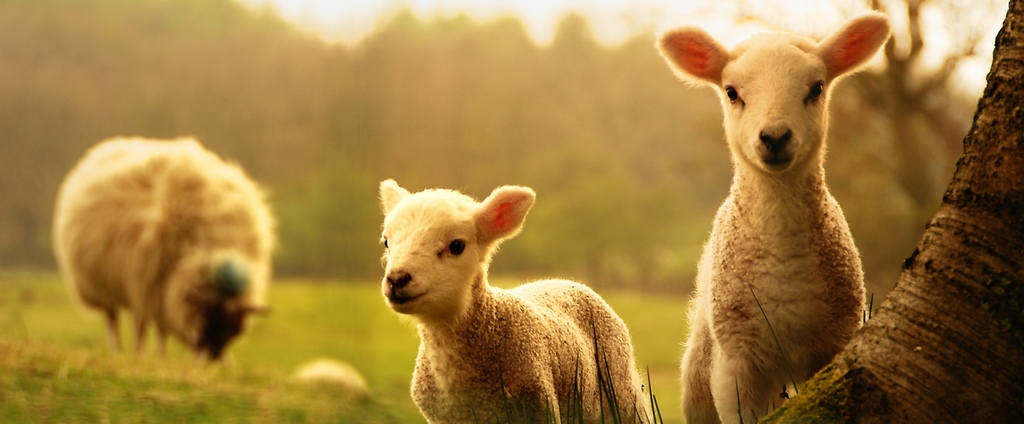 Объявления о сельскохозяйственных животных | ЗооТом - продажа, вязка и услуги для животных в Фурманове