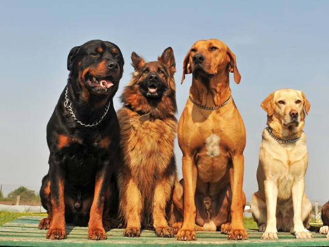 Крупные породы собак в Фурманове | ЗооТом портал о животных