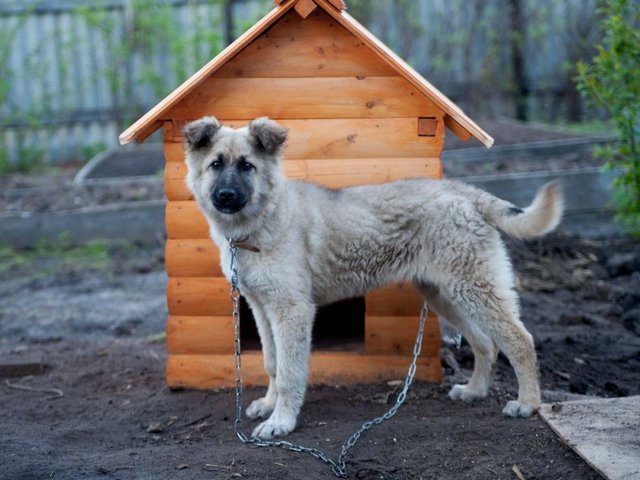 Все о собаках в Фурманове Все о собаках в Фурманове